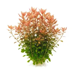 ludwigia-palustris-latwa-czerwona-roslina-do-akwarium