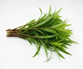 hygrophila-angustifolia-roslina-do-akwarium