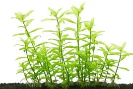 hygrophila-polysperma-roslina-do-akwarium