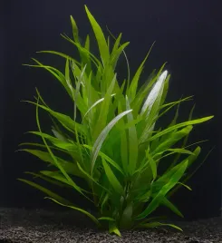hygrophila-siamensis-thailand-nadwodka-szerokolistna