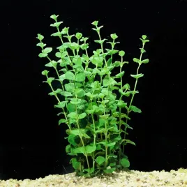 lysimachia-nummularia-roslina-do-akwarium