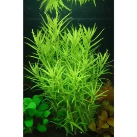 pogostemon-yatabeanus-roslina-do-akwarium