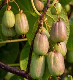 aktinidia-ostrolistna-dr-szymanowski-samopylne-mini-kiwi-sadzonka-p9
