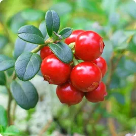 zurawina-wielkoowocowa-willapa-red-duze-owoce-mrozoodporna-sadzonka-p9