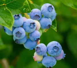 borowka-amerykanska-bluecrop-olbrzymie-slodkie-owoce-krzew-sadzonka-p11