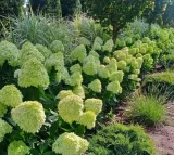 hortensja-limelight-p9-kolor-kwiatow-biale
