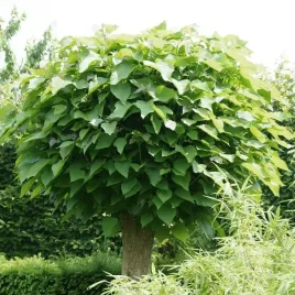 surmia-bignoniowa-catalpa-biala-egzotyczna-komary-sadzonka-p9
