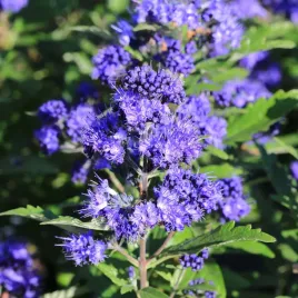 barbula-heavenly-blue-niebieska-miododajna-odporna-na-susze-sadzonka-p9