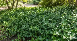 trzmielina-radicans-zimozielona-plozaca-ozdobna-caly-rok-sadzonka-p9