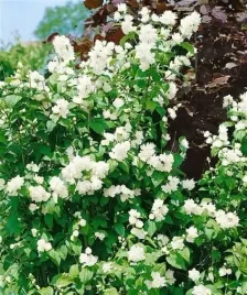jasminowiec-schneesturm-snieznobiala-burza-pachnacych-kwiatow-sadzonka-p9