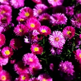 aster-jenny-czerwono-rozowy-niski-jesienny-miododajny-sadzonka-p9