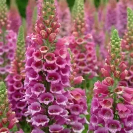 naparstnica-purpurowa-miododajna-wysoka-rozowa-sadzonka-p9