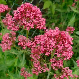 ostrogowiec-czerwony-coccineus-karminowy-miododajny-sadzonka-p9
