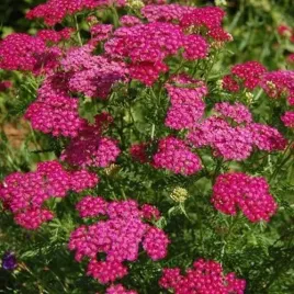 krwawnik-pospolity-cerise-queen-intensywnie-rozowy-miododajny-sadzonka-p9