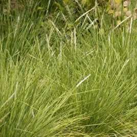 sesleria-jesienna-limonkowozielona-trawa-ozdobna-sadzonka-p9