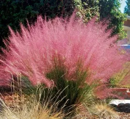 muhlenbergia-wlosowata-rozowa-mgielka-trawa-ozdobna-sadzonka-p9
