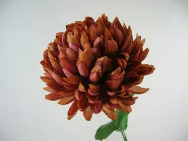 brazowa-chryzantema-chryzantemy-brazowe