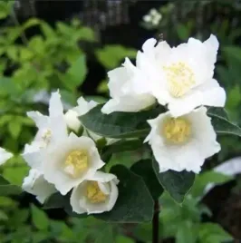 jasminowiec-dame-blanche-pachnacy-krzew-do-malych-ogrodow-sadzonka-p9