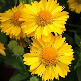 gailardia-mesa-yellow-intensywnie-zolte-kwiaty-na-slonce-sadzonka-p9
