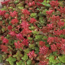 rozchodnik-kaukaski-coccineum-miododajny-skalniak-sadzonka-p9