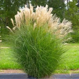 silnie-rosnacy-wysoki-odporny-miskant-gracillimus