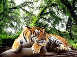 fototapeta-natura-las-dzungla-tygrys