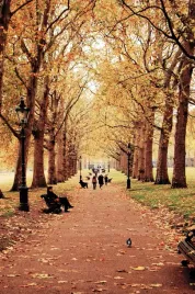 fototapeta-miasto-park-natura-jesien