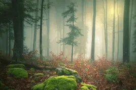 fototapeta-krajobraz-las-kamienie-drzewa-widok