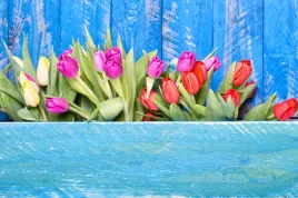 fototapeta-tulipany-deski-niebieska-na-wymiar