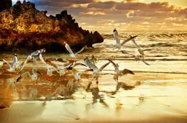 fototapeta-natura-plaza-skaly-mewy-morze-ocean