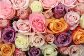 fototapeta-kwiaty-roze-3d