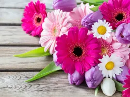 fototapeta-kwiaty-gerber-tulipany-stokrotki