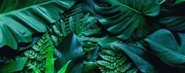 fototapeta-dzungla-liscie-monstera-3d-260x180