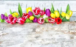 fototapeta-kwiaty-tulipany-rozne-kolory-deski