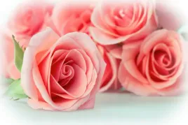 fototapeta-kwiaty-natura-roza-3d