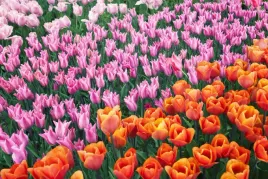 fototapeta-kwiaty-polana-kwiatow-tulipany