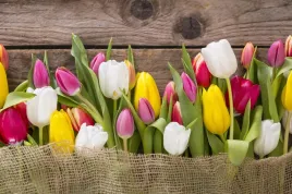 fototapeta-kwiaty-rozne-kolory-tulipany-deski