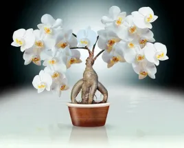 fototapeta-kwiaty-biale-kwiaty-w-donicy-orchidea