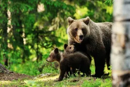 fototapeta-natura-niedzwiedz-male-niedzwiadki-las