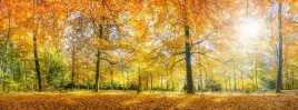 fototapeta-krajobraz-widok-jesien-park-drzewa-las