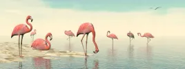 fototapeta-zwierzeta-natura-rozowe-flamingi-woda