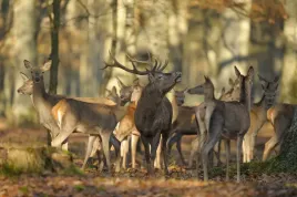 fototapeta-zwierzeta-natura-las-sarny-jelen