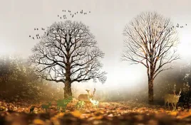 fototapeta-widok-natura-drzewa-zwierzeta-kwiaty