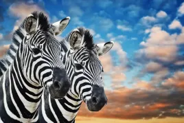 fototapeta-zwierzeta-natura-zebry-niebo-chmury