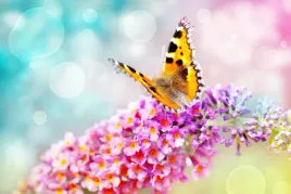 fototapeta-zwierzeta-natura-kwiaty-motyl