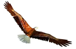 naklejka-ptak-ptaki-orzel-golab-naklejki-70-cm-hit