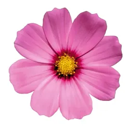 naklejka-samoprzylepna-storczyki-roze-duzo-wzorow