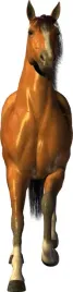naklejka-naklejki-zwierzeta-120-cm-kon-duzo-wzorow