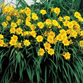 liliowiec-miniaturowy-stella-de-oro-zolte-kwiaty-caly-sezon-sadzonka-2l
