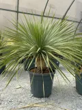 yucca-rostrata-100-120cm